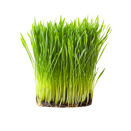 _img_collection unloaded